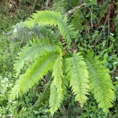 Polystichum proliferum (Mother Shield Fern) at Kangaloon, NSW - 22 Dec 2023 by plants