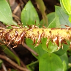 Polystichum proliferum at Kangaloon - 22 Dec 2023