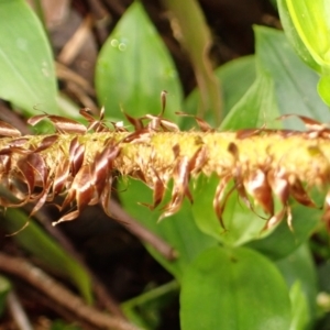 Polystichum proliferum at Kangaloon - 22 Dec 2023