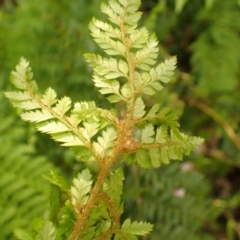 Polystichum proliferum at Kangaloon - 22 Dec 2023