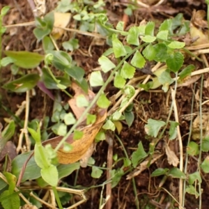 Asplenium flabellifolium at Kangaloon - 22 Dec 2023 01:13 PM