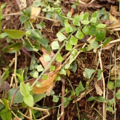 Asplenium flabellifolium (Necklace Fern) at Kangaloon - 22 Dec 2023 by plants