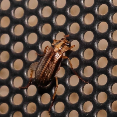 Telura sp. (genus) (A scarab beetle) at Turner, ACT - 22 Dec 2023 by ConBoekel