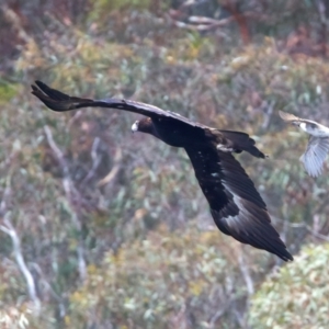 Aquila audax at Googong Reservoir - 22 Dec 2023 12:45 PM