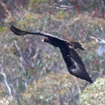 Aquila audax (Wedge-tailed Eagle) at QPRC LGA - 22 Dec 2023 by jb2602