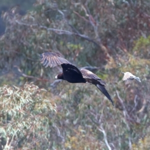 Aquila audax at Googong Reservoir - 22 Dec 2023 12:45 PM