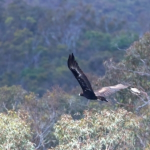 Aquila audax at Googong Reservoir - 22 Dec 2023