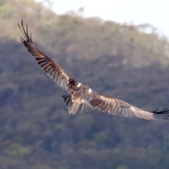 Aquila audax at Googong Reservoir - 22 Dec 2023 12:45 PM