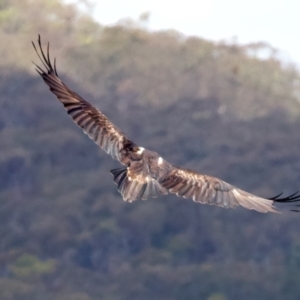 Aquila audax at Googong Reservoir - 22 Dec 2023