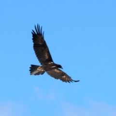 Aquila audax at Googong Reservoir - 22 Dec 2023 12:45 PM