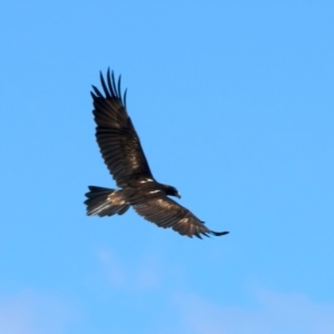 Aquila audax at Googong Reservoir - 22 Dec 2023 12:45 PM