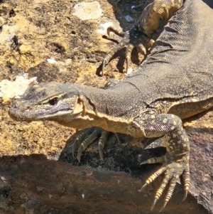 Varanus gouldii at Evans Head, NSW - 23 Dec 2023 10:45 AM