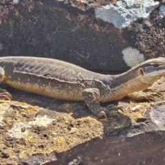 Varanus gouldii at Evans Head, NSW - 23 Dec 2023 10:45 AM