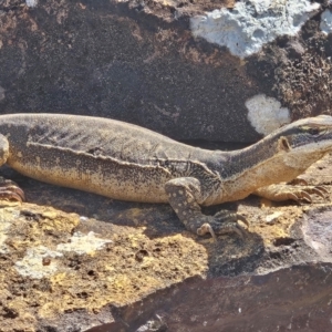 Varanus gouldii at Evans Head, NSW - 23 Dec 2023