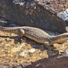 Varanus gouldii at Evans Head, NSW - 23 Dec 2023