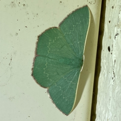 Prasinocyma semicrocea (Common Gum Emerald moth) at QPRC LGA - 23 Dec 2023 by SteveBorkowskis