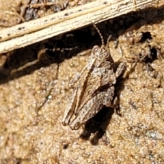 Tetrigidae (family) (Pygmy grasshopper) at Molonglo River Reserve - 22 Dec 2023 by trevorpreston