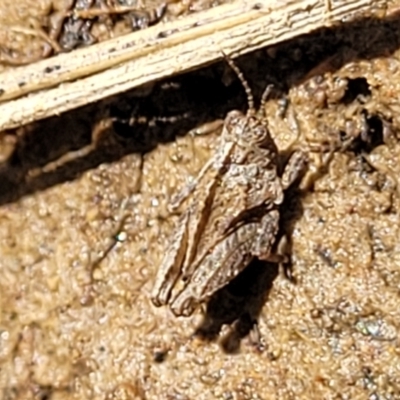 Tetrigidae (family) (Pygmy grasshopper) at Molonglo River Reserve - 23 Dec 2023 by trevorpreston