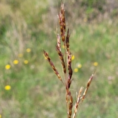 Sorghum leiocladum (Wild Sorghum) at Whitlam, ACT - 22 Dec 2023 by trevorpreston