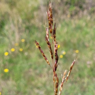 Sorghum leiocladum (Wild Sorghum) at Molonglo River Reserve - 23 Dec 2023 by trevorpreston