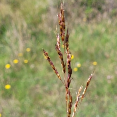 Sorghum leiocladum (Wild Sorghum) at Molonglo River Reserve - 22 Dec 2023 by trevorpreston