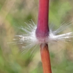 Sorghum leiocladum at Kama - 23 Dec 2023