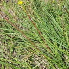 Sorghum leiocladum at Kama - 23 Dec 2023