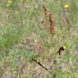 Sorghum leiocladum at Kama - 23 Dec 2023