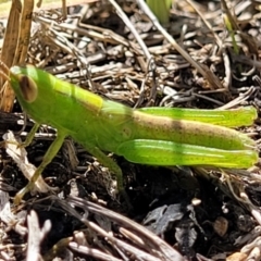 Bermius brachycerus (A grasshopper) at Whitlam, ACT - 22 Dec 2023 by trevorpreston