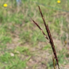 Bothriochloa macra (Red Grass, Red-leg Grass) at Molonglo River Reserve - 22 Dec 2023 by trevorpreston