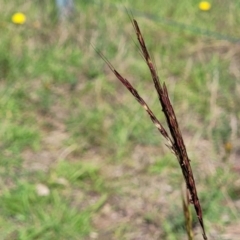 Bothriochloa macra (Red Grass, Red-leg Grass) at Kama - 23 Dec 2023 by trevorpreston