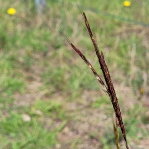 Bothriochloa macra at Molonglo River Reserve - 23 Dec 2023