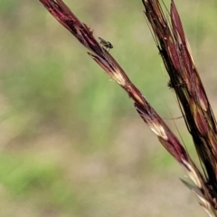 Bothriochloa macra at Molonglo River Reserve - 23 Dec 2023