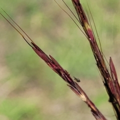 Bothriochloa macra at Molonglo River Reserve - 23 Dec 2023