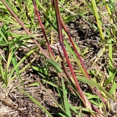 Bothriochloa macra at Molonglo River Reserve - 23 Dec 2023