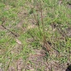 Bothriochloa macra at Molonglo River Reserve - 23 Dec 2023