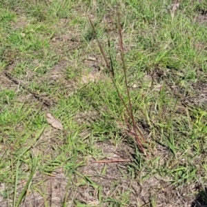 Bothriochloa macra at Molonglo River Reserve - 23 Dec 2023