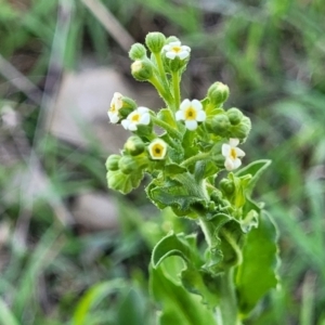 Hackelia suaveolens at Molonglo River Reserve - 23 Dec 2023