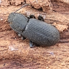Isopteron sp. (genus) (A darkling beetle) at Whitlam, ACT - 22 Dec 2023 by trevorpreston