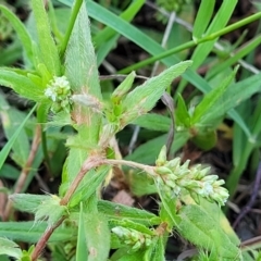 Persicaria prostrata (Creeping Knotweed) at Kama - 22 Dec 2023 by trevorpreston