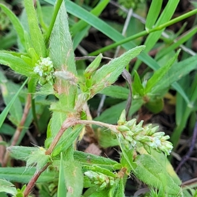 Persicaria prostrata (Creeping Knotweed) at Molonglo River Reserve - 22 Dec 2023 by trevorpreston