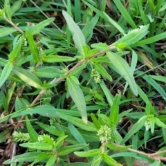 Persicaria prostrata at Kama - 23 Dec 2023