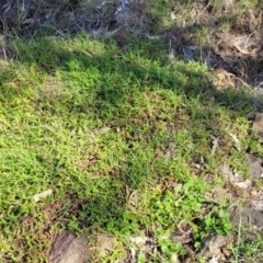 Persicaria prostrata at Kama - 23 Dec 2023 10:12 AM