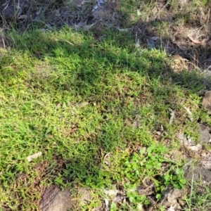 Persicaria prostrata at Kama - 23 Dec 2023 10:12 AM