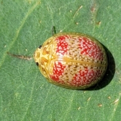 Paropsisterna fastidiosa (Eucalyptus leaf beetle) at Kama - 23 Dec 2023 by trevorpreston