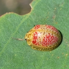 Paropsisterna fastidiosa at Kama - 23 Dec 2023 10:11 AM