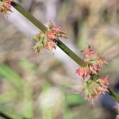 Rumex brownii (Slender Dock) at Molonglo River Reserve - 22 Dec 2023 by trevorpreston