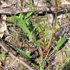 Rumex brownii at Kama - 23 Dec 2023