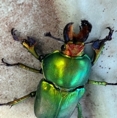 Lamprima aurata (Golden stag beetle) at Cook, ACT - 22 Dec 2023 by Spar