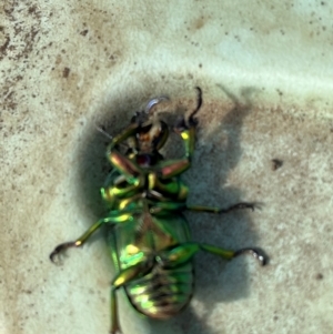 Lamprima aurata at Cook, ACT - 23 Dec 2023